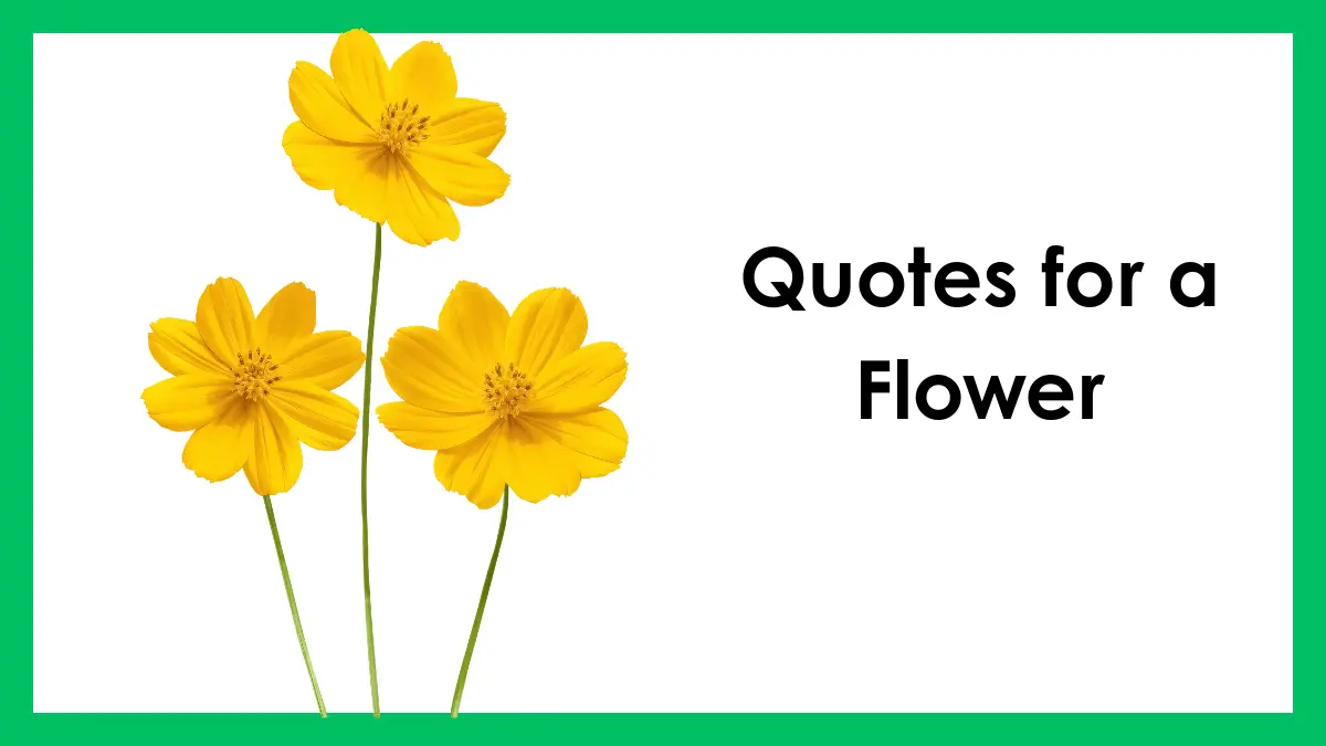 Quotes for a Flower